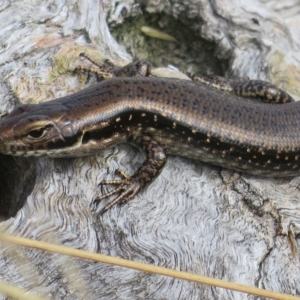 Eulamprus tympanum at Cotter River, ACT - 31 Mar 2023 12:32 PM