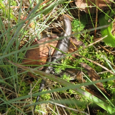 Pseudemoia entrecasteauxii (Woodland Tussock-skink) at Namadgi National Park - 31 Mar 2023 by Christine
