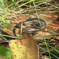 Pseudemoia entrecasteauxii at Cotter River, ACT - 31 Mar 2023