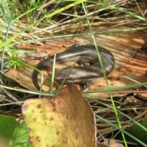 Pseudemoia entrecasteauxii at Cotter River, ACT - 31 Mar 2023 12:12 PM