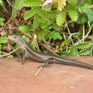 Pseudemoia entrecasteauxii at Cotter River, ACT - 31 Mar 2023