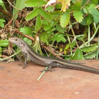 Pseudemoia entrecasteauxii (Woodland Tussock-skink) at Namadgi National Park - 31 Mar 2023 by Christine