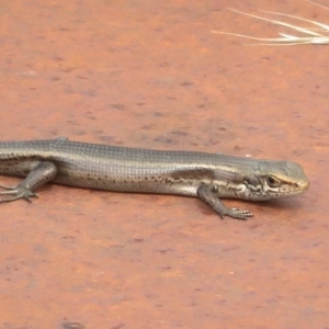 Pseudemoia entrecasteauxii at Cotter River, ACT - 31 Mar 2023