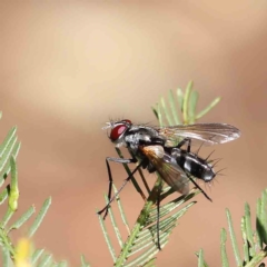 Tachinidae (family) (Unidentified Bristle fly) at Dryandra St Woodland - 5 Feb 2023 by ConBoekel