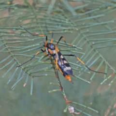 Gynoplistia (Gynoplistia) bella (A crane fly) at Dryandra St Woodland - 5 Feb 2023 by ConBoekel