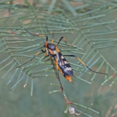 Gynoplistia (Gynoplistia) bella (A crane fly) at O'Connor, ACT - 5 Feb 2023 by ConBoekel