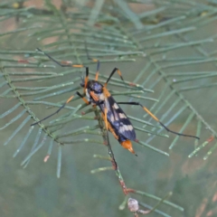 Gynoplistia (Gynoplistia) bella (A crane fly) at O'Connor, ACT - 5 Feb 2023 by ConBoekel