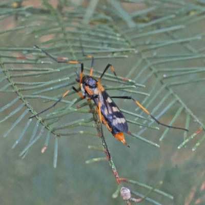 Gynoplistia (Gynoplistia) bella (A crane fly) at Dryandra St Woodland - 5 Feb 2023 by ConBoekel