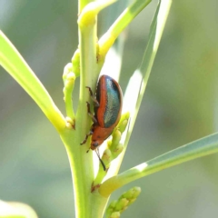 Calomela curtisi (Acacia leaf beetle) at Dryandra St Woodland - 5 Feb 2023 by ConBoekel