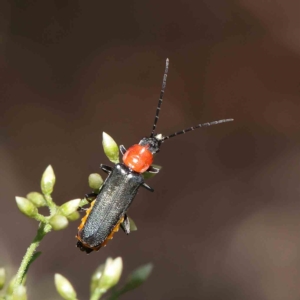 Chauliognathus tricolor at O'Connor, ACT - 5 Feb 2023 11:31 AM