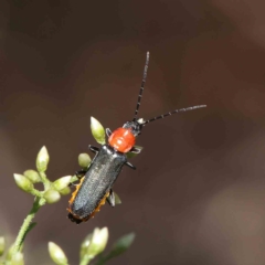 Chauliognathus tricolor (Tricolor soldier beetle) at O'Connor, ACT - 5 Feb 2023 by ConBoekel