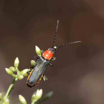 Chauliognathus tricolor (Tricolor soldier beetle) at Dryandra St Woodland - 5 Feb 2023 by ConBoekel