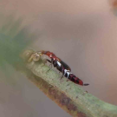 Carphurus sp. (genus) (Soft-winged flower beetle) at O'Connor, ACT - 5 Feb 2023 by ConBoekel