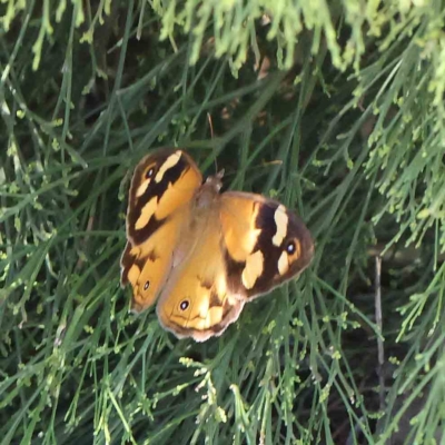 Heteronympha merope (Common Brown Butterfly) at Dryandra St Woodland - 5 Feb 2023 by ConBoekel