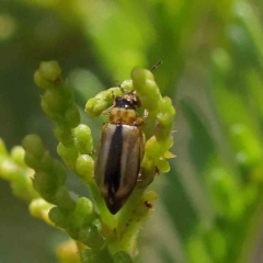 Monolepta froggatti (Leaf beetle) at O'Connor, ACT - 5 Feb 2023 by ConBoekel