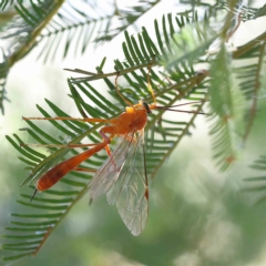 Netelia sp. (genus) (An Ichneumon wasp) at O'Connor, ACT - 5 Feb 2023 by ConBoekel