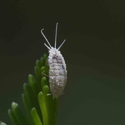 Pseudococcidae sp. (family) (A mealybug) at Dryandra St Woodland - 5 Feb 2023 by ConBoekel