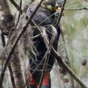 Calyptorhynchus lathami lathami at Moruya, NSW - 7 Apr 2023