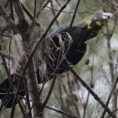 Calyptorhynchus lathami lathami at Moruya, NSW - 7 Apr 2023