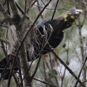 Calyptorhynchus lathami at Moruya, NSW - 7 Apr 2023