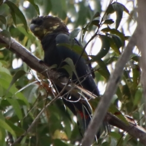 Calyptorhynchus lathami lathami at Moruya, NSW - 7 Apr 2023