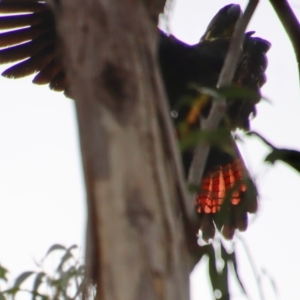 Calyptorhynchus lathami lathami at Moruya, NSW - 7 Apr 2023