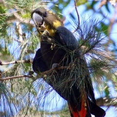 Calyptorhynchus lathami lathami (Glossy Black-Cockatoo) at Broulee Moruya Nature Observation Area - 7 Apr 2023 by LisaH