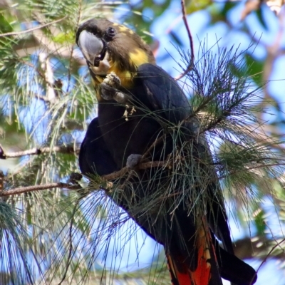 Calyptorhynchus lathami lathami (Glossy Black-Cockatoo) at Broulee Moruya Nature Observation Area - 7 Apr 2023 by LisaH