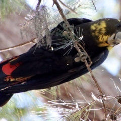 Calyptorhynchus lathami lathami at Moruya, NSW - 7 Apr 2023