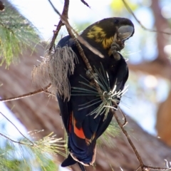 Calyptorhynchus lathami lathami at Moruya, NSW - 7 Apr 2023