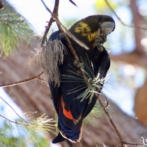 Calyptorhynchus lathami lathami at Moruya, NSW - 7 Apr 2023