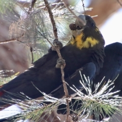 Calyptorhynchus lathami lathami at Moruya, NSW - suppressed