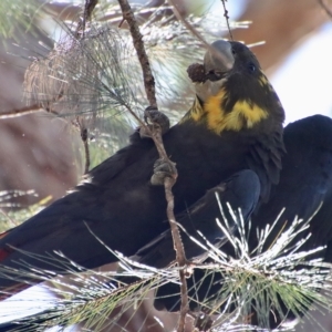 Calyptorhynchus lathami lathami at Moruya, NSW - suppressed