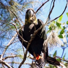 Calyptorhynchus lathami lathami at Moruya, NSW - 7 Apr 2023