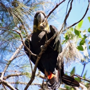 Calyptorhynchus lathami lathami at Moruya, NSW - 7 Apr 2023