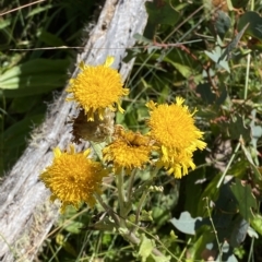 Podolepis robusta (Alpine Podolepis) at Bimberi, NSW - 11 Mar 2023 by Tapirlord