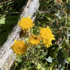 Podolepis robusta (Alpine Podolepis) at Kosciuszko National Park - 11 Mar 2023 by Tapirlord