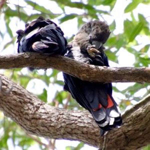 Calyptorhynchus lathami lathami at Moruya, NSW - suppressed