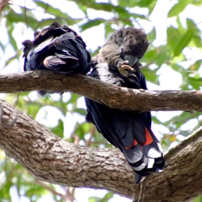 Calyptorhynchus lathami (Glossy Black-Cockatoo) at Moruya, NSW - 6 Apr 2023 by LisaH