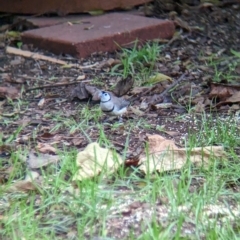 Stizoptera bichenovii (Double-barred Finch) at Wellington, NSW - 7 Apr 2023 by Darcy