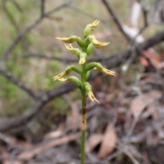Corunastylis cornuta (Horned Midge Orchid) at Aranda Bushland - 6 Apr 2023 by CathB
