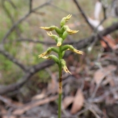 Corunastylis cornuta (Horned Midge Orchid) at Aranda, ACT - 6 Apr 2023 by CathB