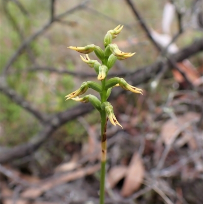 Corunastylis cornuta (Horned Midge Orchid) at Aranda, ACT - 6 Apr 2023 by CathB