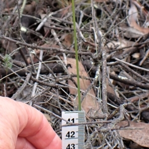 Corunastylis cornuta at Aranda, ACT - 6 Apr 2023