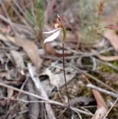 Eriochilus cucullatus (Parson's Bands) at Aranda, ACT - 6 Apr 2023 by CathB