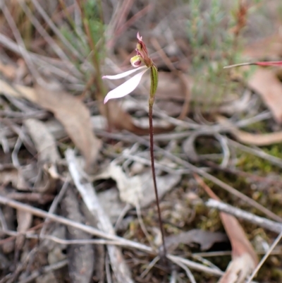 Eriochilus cucullatus (Parson's Bands) at Aranda Bushland - 6 Apr 2023 by CathB