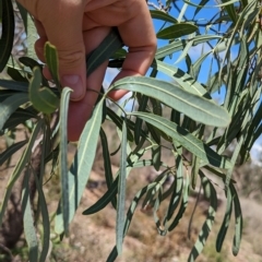 Acacia sp. at Mumbil, NSW - 7 Apr 2023 by Darcy