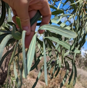 Atalaya hemiglauca at Mumbil, NSW - 7 Apr 2023 12:00 PM