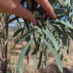 Atalaya hemiglauca at Mumbil, NSW - 7 Apr 2023 12:00 PM