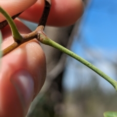 Atalaya hemiglauca at Mumbil, NSW - 7 Apr 2023 12:00 PM